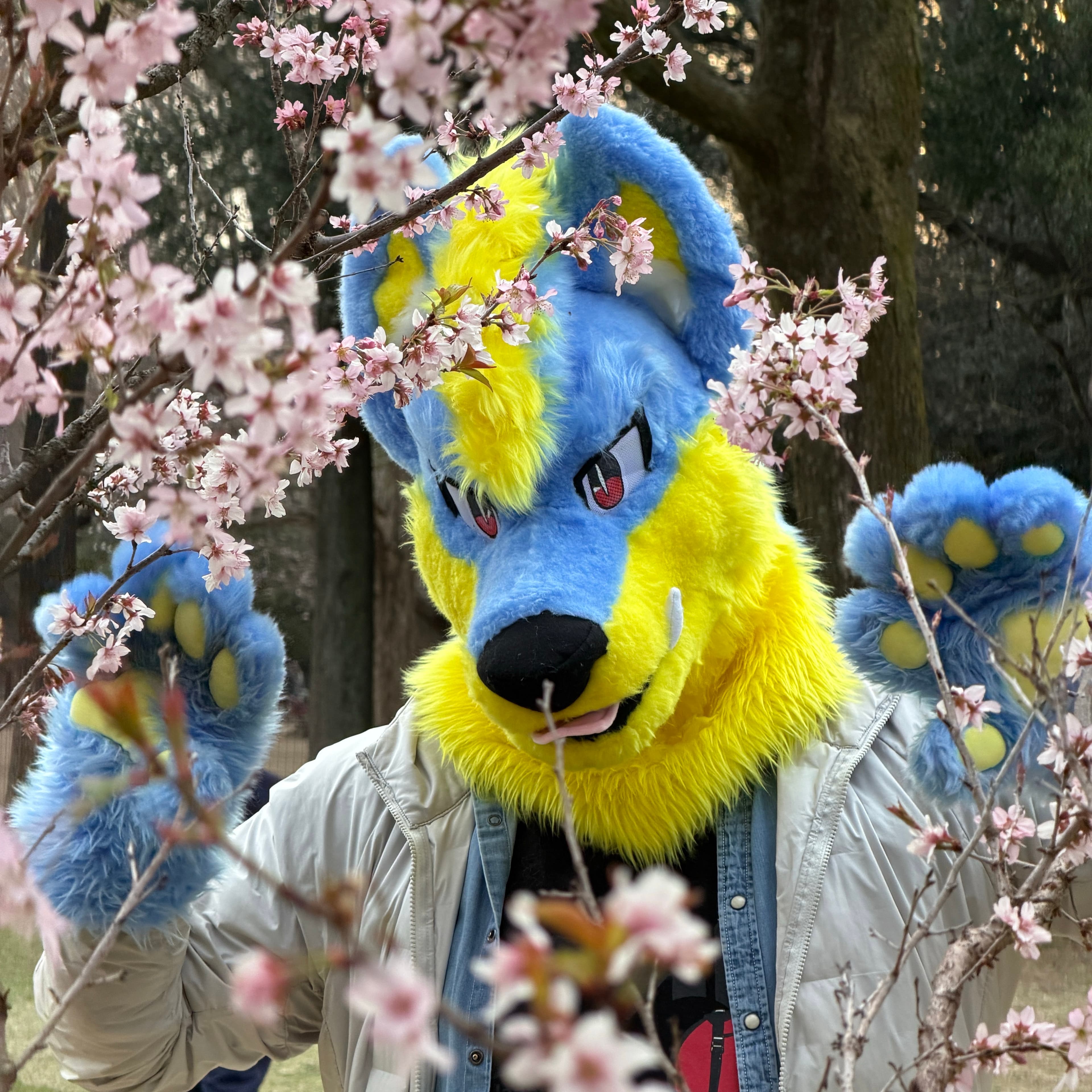 Coffee wolf ☕️🐺